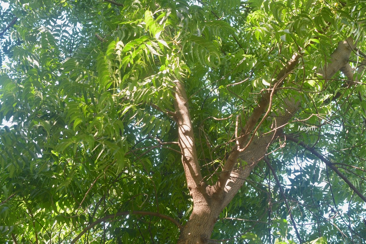 Azadirachta indica Neem Meliaceae Cultivé 2374.jpeg