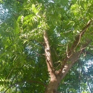 Azadirachta indica Neem Meliaceae Cultivé 2374.jpeg