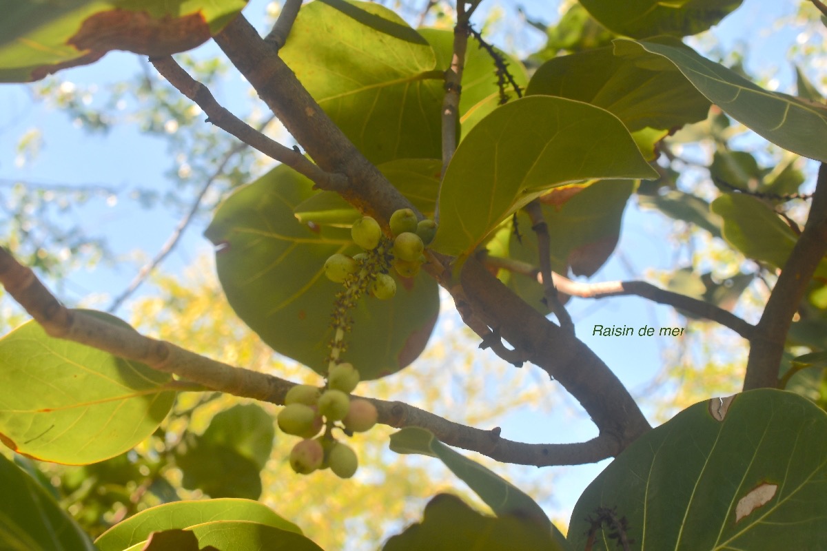 Coccoloba uvifera Raisin de mer  Polygonaceae Cultivé 2369.jpeg