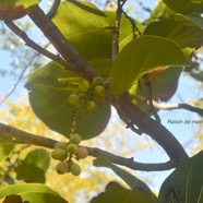 Coccoloba uvifera Raisin de mer  Polygonaceae Cultivé 2369.jpeg