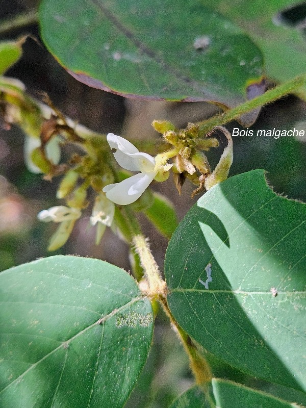 Dendrolobium umbellatum Bois malgache  Fabaceae Indigène La Réunion 17.jpeg