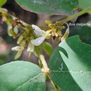 Dendrolobium umbellatum Bois malgache  Fabaceae Indigène La Réunion 17.jpeg