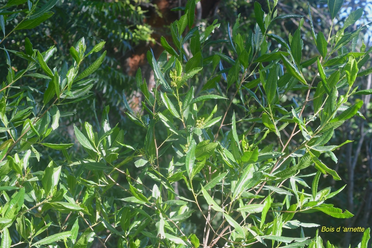 Dodonaea viscosa Bois d'arnette Sapin daceae Indigène La Réunion 2284.jpeg