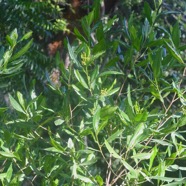 Dodonaea viscosa Bois d'arnette Sapin daceae Indigène La Réunion 2284.jpeg