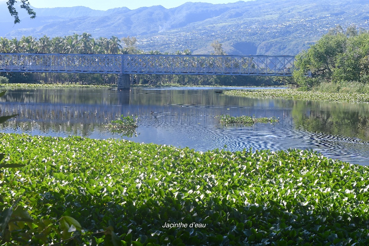 Eichhornia crassipes Jacinthe d'eau Pontederiaceae E E 2332.jpeg