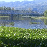 Eichhornia crassipes Jacinthe d'eau Pontederiaceae E E 2332.jpeg