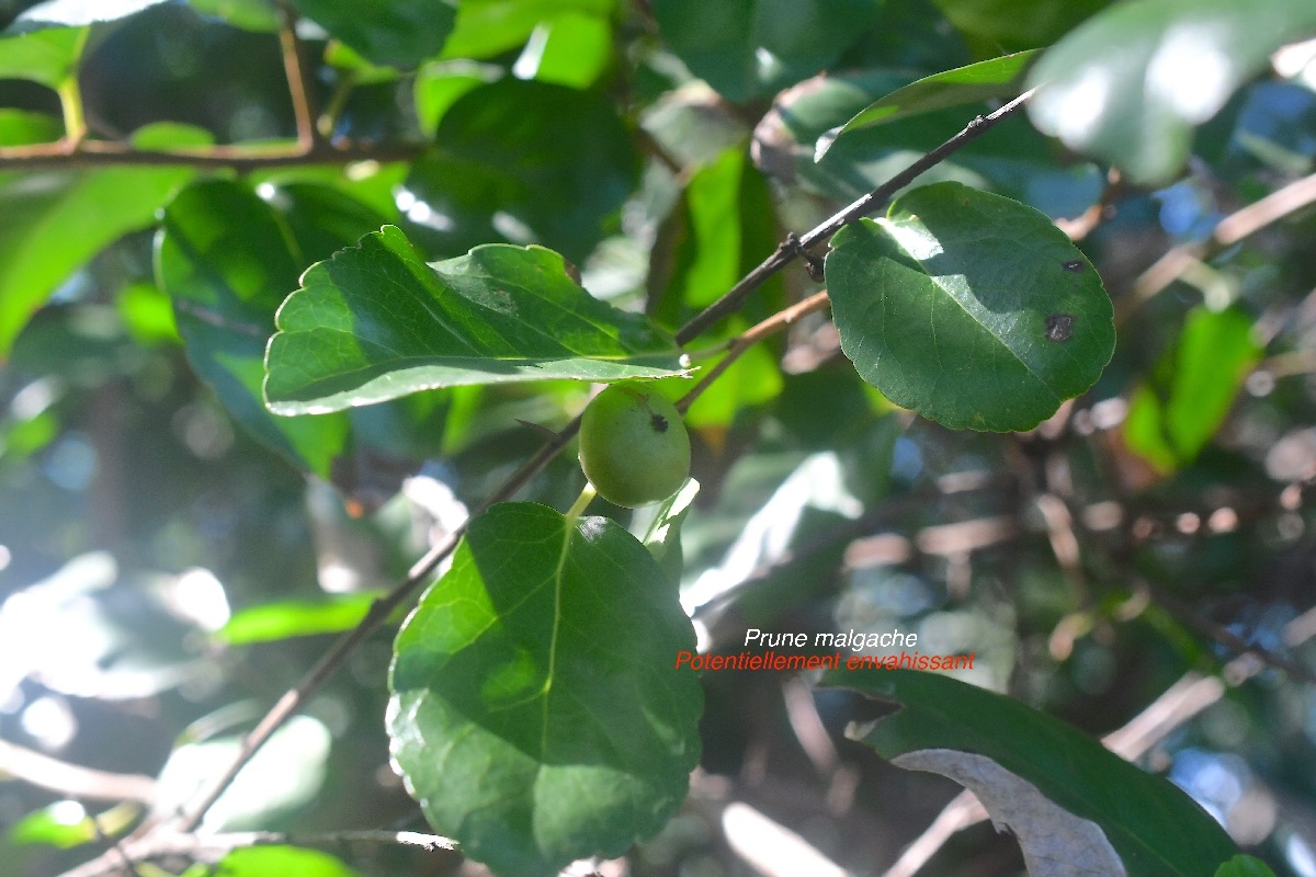 Flacourtia jangomas Prune malgache Salicaceae Pot E 2356.jpeg