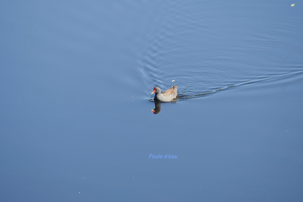 Gallinula chloropus Poule d'eau Rallidae 2289.jpeg