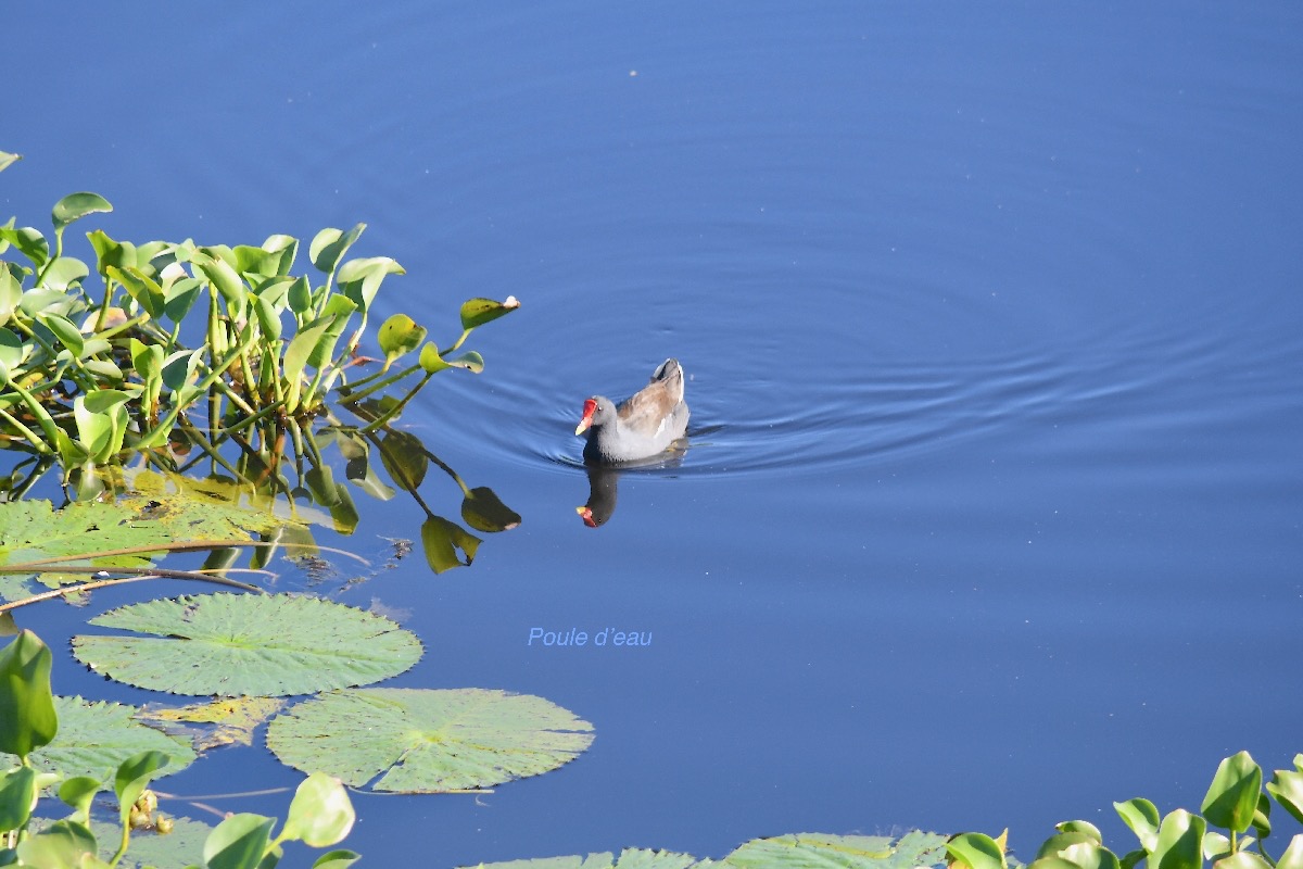 Gallinula chloropus Poule d'eau Rallidae 2294.jpeg