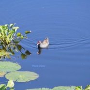 Gallinula chloropus Poule d'eau Rallidae 2294.jpeg