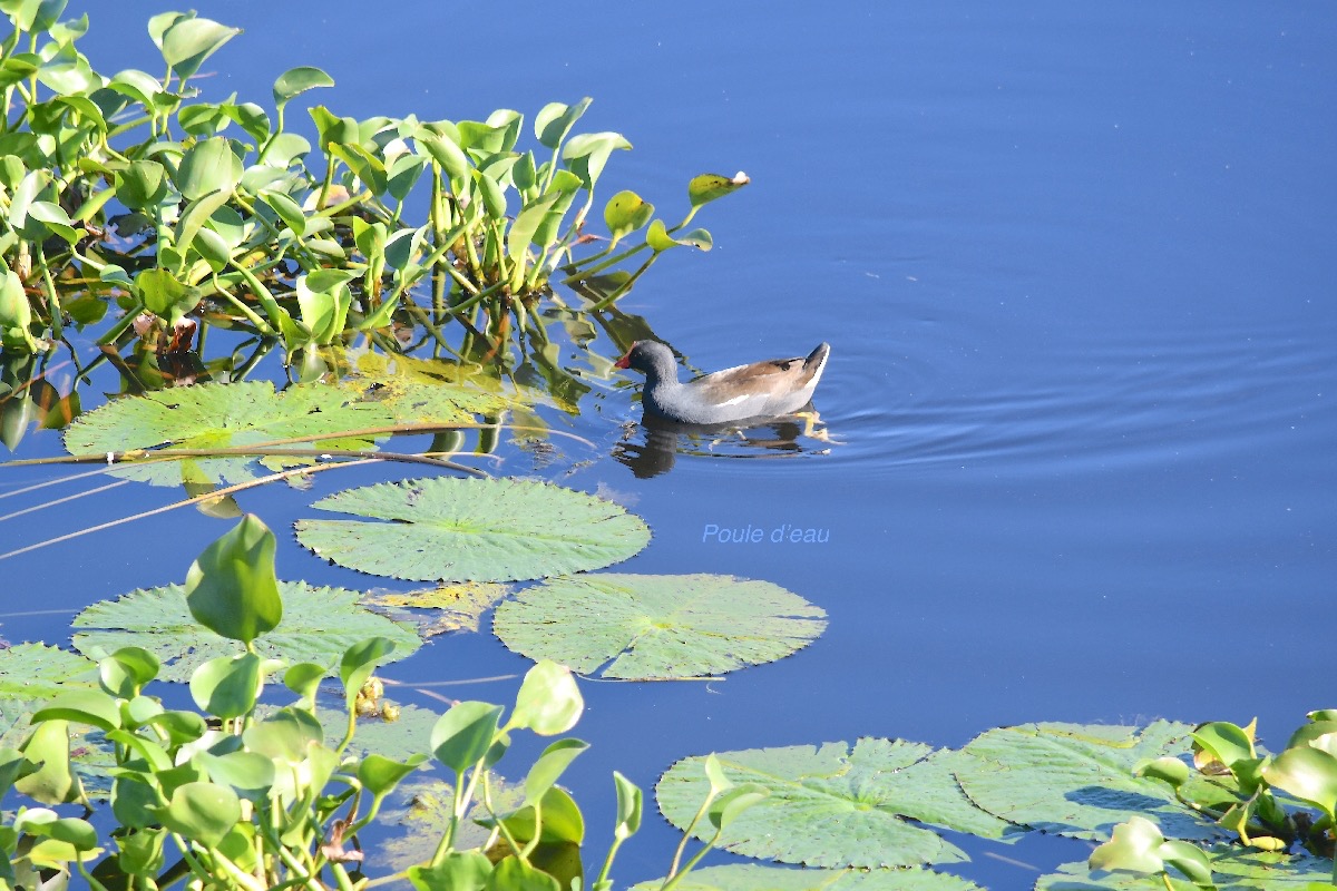 Gallinula chloropus Poule d'eau Rallidae 2295.jpeg