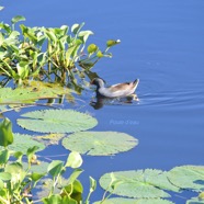 Gallinula chloropus Poule d'eau Rallidae 2295.jpeg