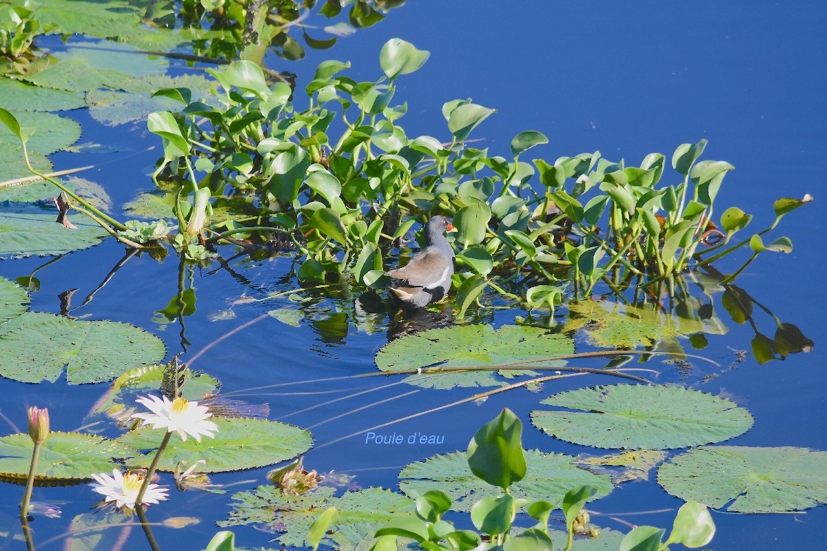 Gallinula chloropus Poule d'eau Rallidae 2298.jpeg