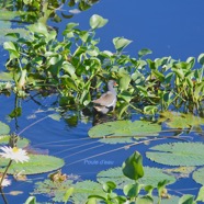 Gallinula chloropus Poule d'eau Rallidae 2298.jpeg