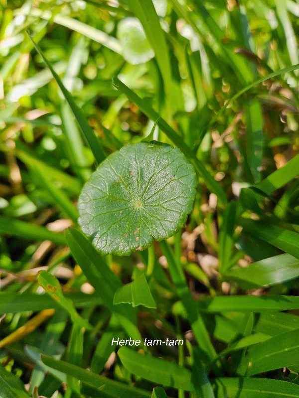 Hydrocotyle bonariensis Herbe tam-tam Araliaceae Assimilé indigène 13.jpeg