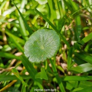 Hydrocotyle bonariensis Herbe tam-tam Araliaceae Assimilé indigène 13.jpeg