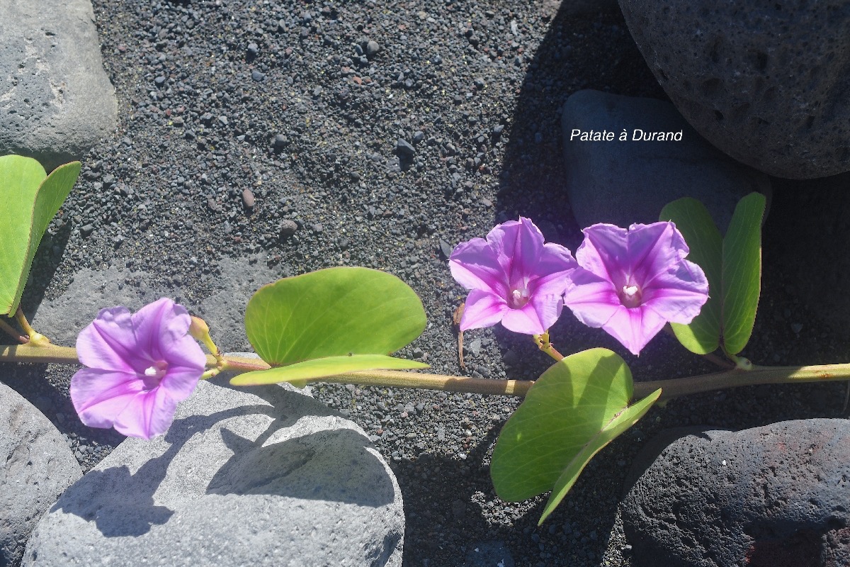 Ipomoea pes-caprae Patate à Durand Convolvulaceae Indigène La Réunion 2350.jpeg