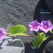 Ipomoea pes-caprae Patate à Durand Convolvulaceae Indigène La Réunion 2350.jpeg