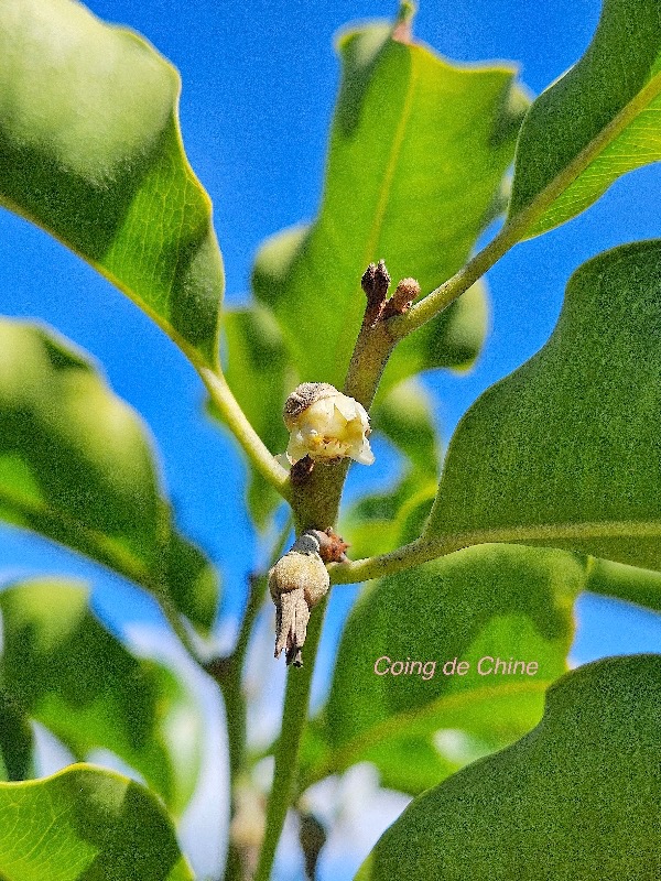 Mimusops elengi Coing de Chine Sapotaceae Sténonaturalisé?47.jpeg