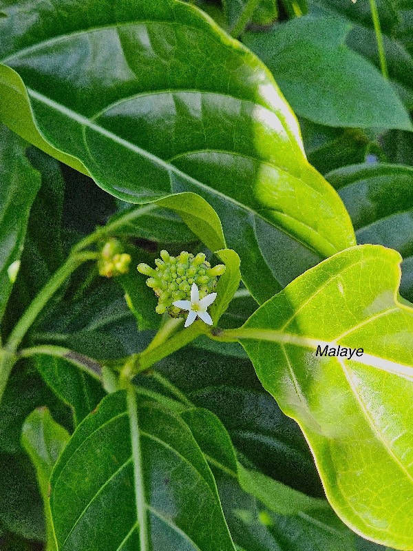 Morinda citrifolia Malaye Rubiaceae Cryptogène 36.jpeg