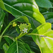 Morinda citrifolia Malaye Rubiaceae Cryptogène 36.jpeg