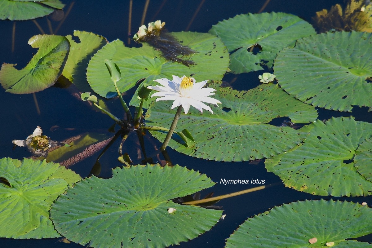 Nymphaea lotus Nymphaeacea   Sténonaturalisé 2301.jpeg