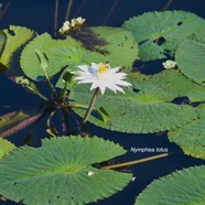 Nymphaea lotus Nymphaeacea   Sténonaturalisé 2301.jpeg