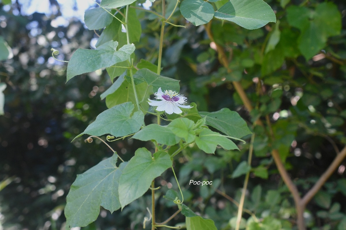 Passiflora foetida Poc-poc Passifloraceae Amphinaturalisé 2323.jpeg