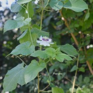 Passiflora foetida Poc-poc Passifloraceae Amphinaturalisé 2323.jpeg