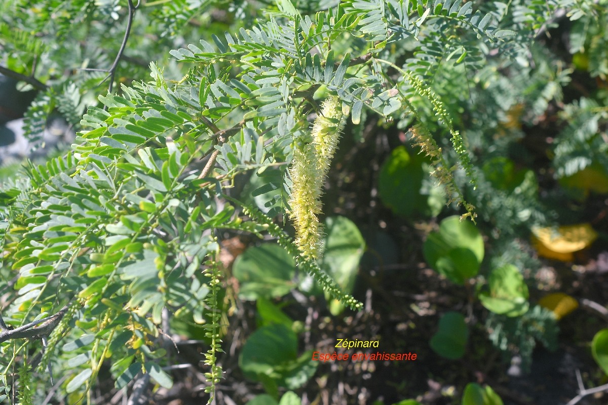 Prosopis juliflora Zépinard Fabaceae E E 2347.jpeg