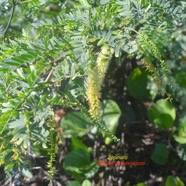 Prosopis juliflora Zépinard Fabaceae E E 2347.jpeg