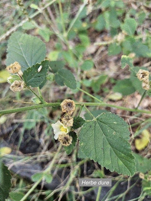 Sida cordifolia  Herbe dure Malvaceae Anphinaturalisé 04.jpeg