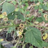 Sida cordifolia  Herbe dure Malvaceae Anphinaturalisé 04.jpeg