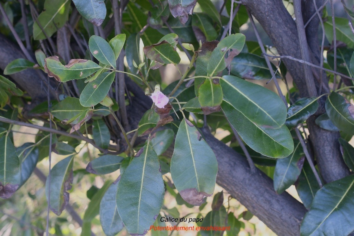 Tabebuia heterophylla Calice du pape Bignoniaceae Pot Envahissant 2342.jpeg