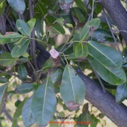 Tabebuia heterophylla Calice du pape Bignoniaceae Pot Envahissant 2342.jpeg