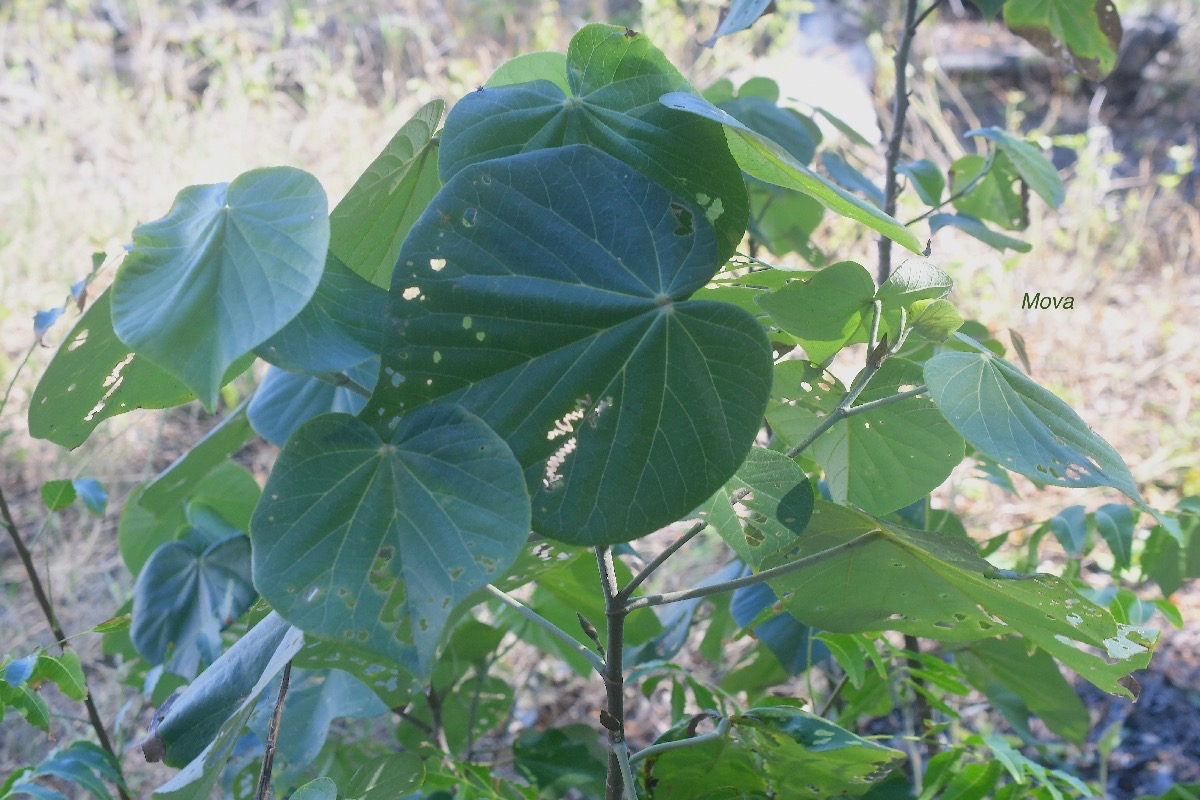 Talipariti tiliaceum Mova Malvaceae 2367.jpeg