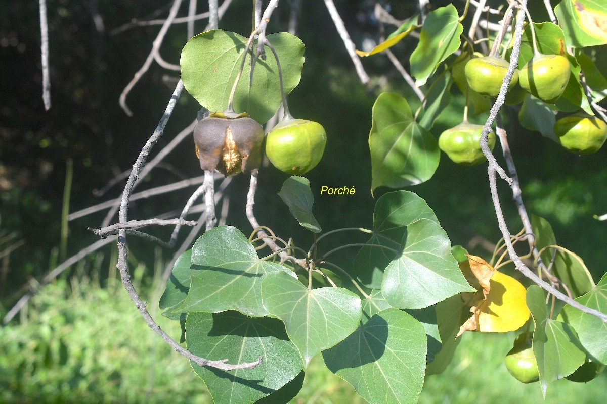 Thespesia populneoides Porché  Malvaceae Indigène La Réunion 2315.jpeg