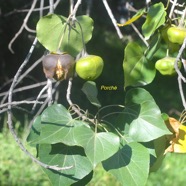 Thespesia populneoides Porché  Malvaceae Indigène La Réunion 2315.jpeg