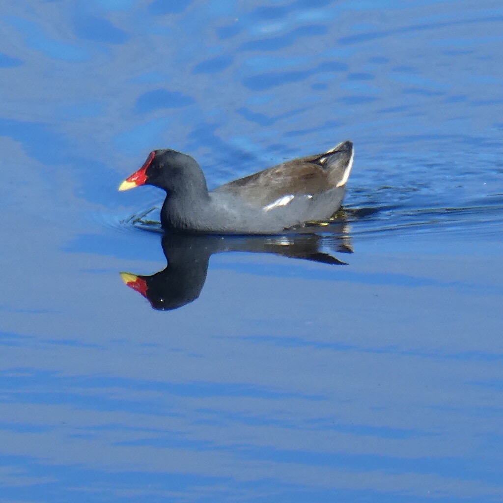 Gallinula_chloropus-Poule_d_eau-Rallidae-P1080671.jpg