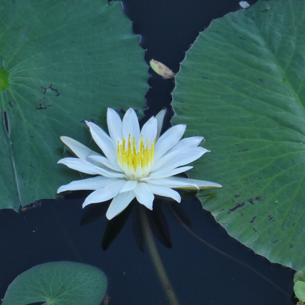 Nymphaea_sp-lotus-Nymphaeaceae-Ste?nonaturali se?-P1080667.jpg