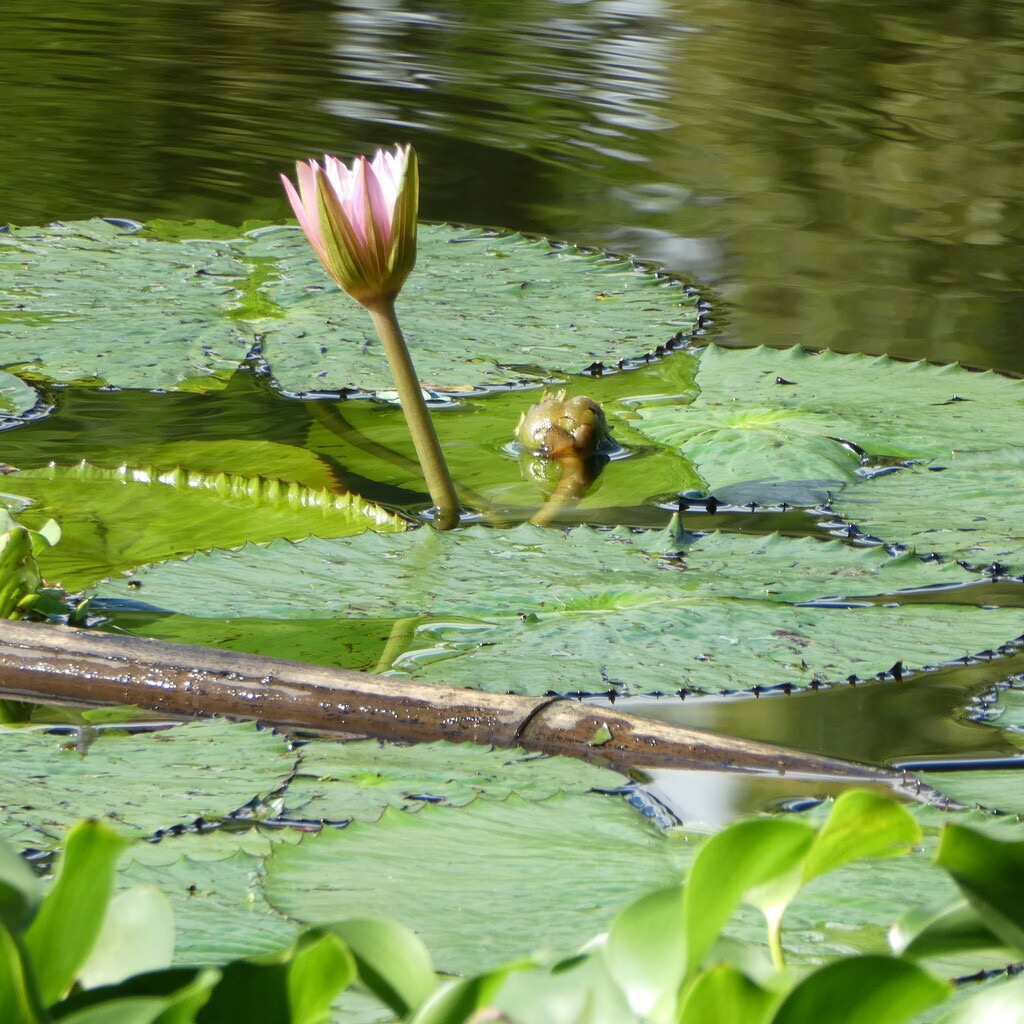 Nymphaea_sp-lotus-Nymphaeaceae-Ste?nonaturali se?-P1080687.jpg