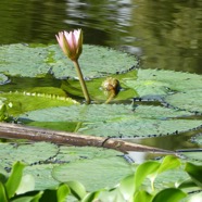 Nymphaea_sp-lotus-Nymphaeaceae-Ste?nonaturali se?-P1080687.jpg