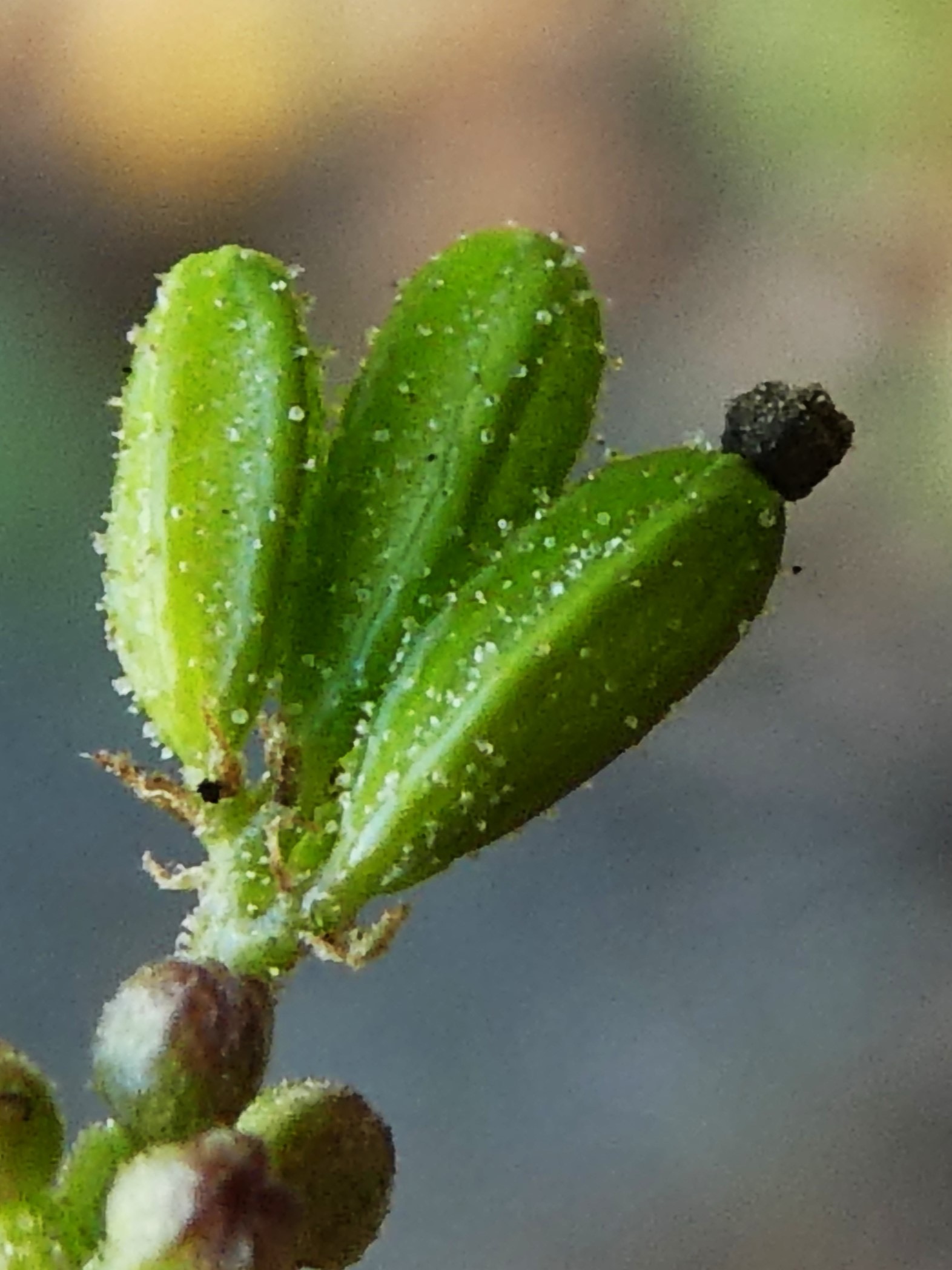 Boerhavia erecta.JPG