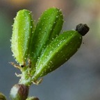 Boerhavia erecta.JPG