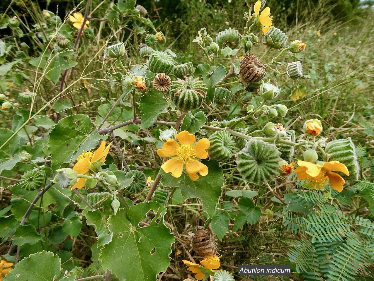 Abutilon indicum.mauve du pays.malvaceae.assimilé indigène. (1).jpeg