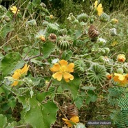 Abutilon indicum.mauve du pays.malvaceae.assimilé indigène. (1).jpeg