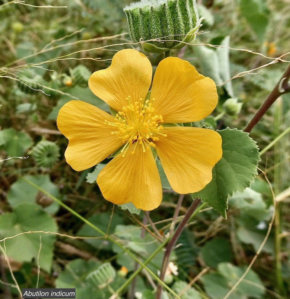 Abutilon indicum.mauve du pays.malvaceae.assimilé indigène..jpeg