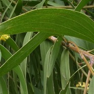 Acacia auriculiformis.(phyllode )fabaceae.espèce cultivée..jpeg