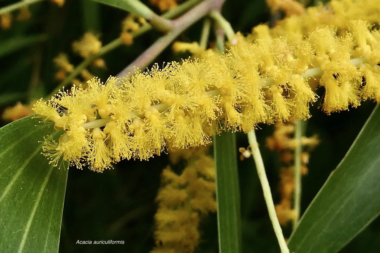 Acacia auriculiformis.fabaceae.espèce cultivée. (1).jpeg