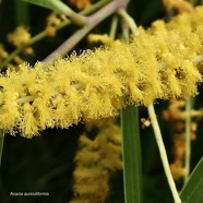 Acacia auriculiformis.fabaceae.espèce cultivée. (1).jpeg